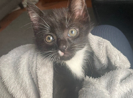 Kitten 9 weeks old