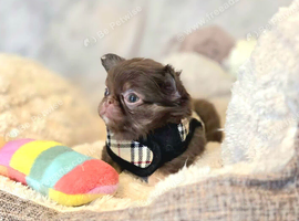 Xx Quality chihuahua longcoat chocolate Xx
