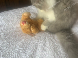 Ready Now*GCCF Reg. Persian Kitten