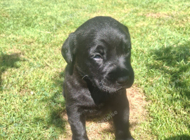 Black labrador pup female
