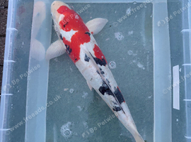 55cm Sanke koi
