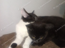 2 kittens black and black and white