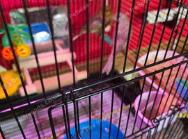 Breedin pair canary with cage and the basic accessories, food bowls and perch
