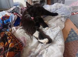 Kitten