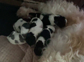 Cavapoo puppies