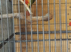 Pair of pineapple conures