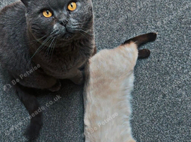 Cat for sale: Siamese and British Shorthair mix.