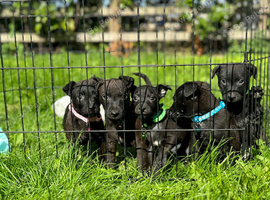 Playful Patterdale puppy&rsquo;s