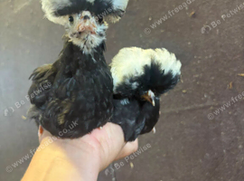 Polish Bantams