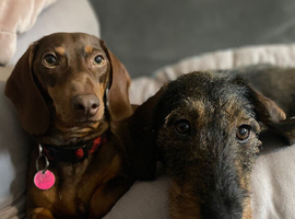Pair of female dachshund