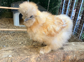 Silkie bantam hens