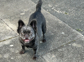 Loving Home Required for Fluffy French Bulldog Ziggy