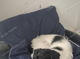 2 year old female cockerjack