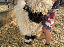 Stunning Maximus Shearling Ram