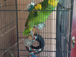 Parrot for sale