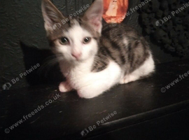 13 week old kittens