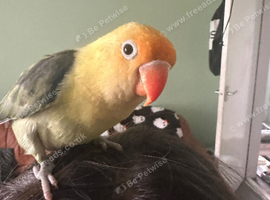 Silly tamed lovebird