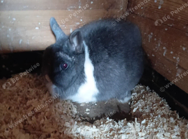 Netherland dwarf rabbits