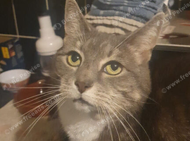 Elderly deaf cat needing her forever home