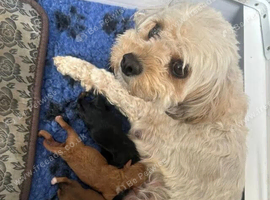 Fabulous Home Raised Cavachon Puppies