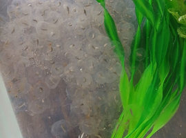 Axolotl eggs. Around 300x, layed 30 April
