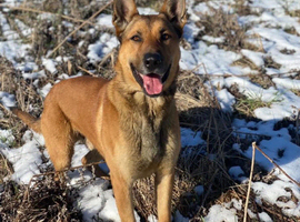 Kairo &ndash; Belgian Malinois x White German Shepherd Available for Stud