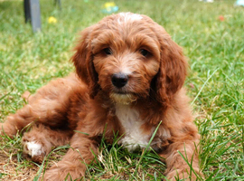 Australian labradoodles - Ready Now