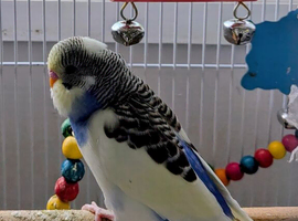 Young budgies