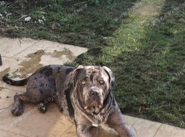 3 year old Cane corse X