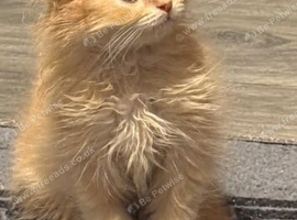 3 persian kittens left