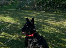 BEAUTIFUL YOUNG FEMALE GSD &ndash; LOVING, EXPERIENCED HOME WANTED