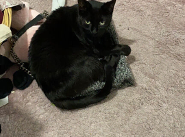 Black cat for sale