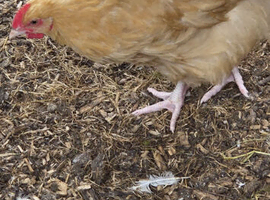 Buff Orpington cockerel for sale