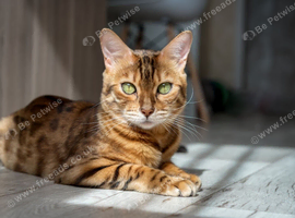 Bengal female