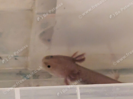 Copper axanthic Melanoid baby axolotl