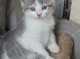 GORGEOUS SHORTHAIR CROSS BLUE/GREY BOY
