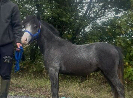 Beautiful yearling colt