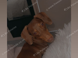 4 year old female dachshund