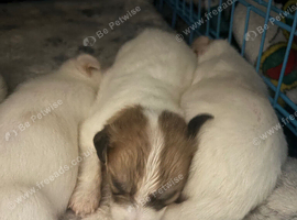 Jug puppy&rsquo;s