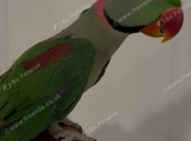 Alexandrine Parrot for sale