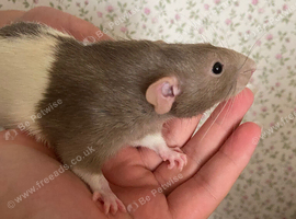 Two Hand Tame Young Rats With Cage