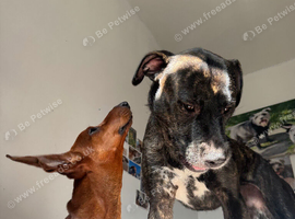 Bates need a forever home