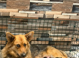 1 female German shepherd puppy remaining
