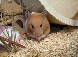 Female Syrian hamster