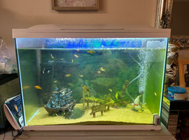 Goldfish assortment with tank