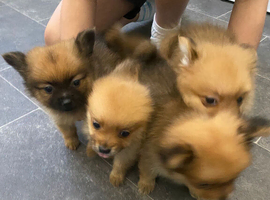 Pomeranias puppies for sale