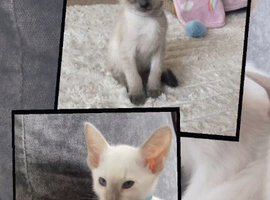 Full Siamese 2boys left blue and lilac points