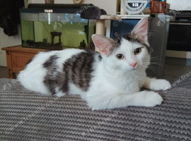 Female kitten