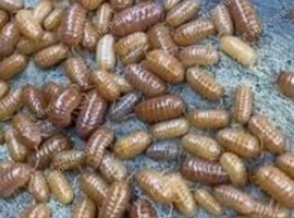 Orange Vigor Isopod