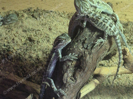 Bearded dragons baby